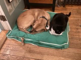 Enlarge Gilly, a ADOPTABLE mixed breed in Ipswich, MA image 3/6