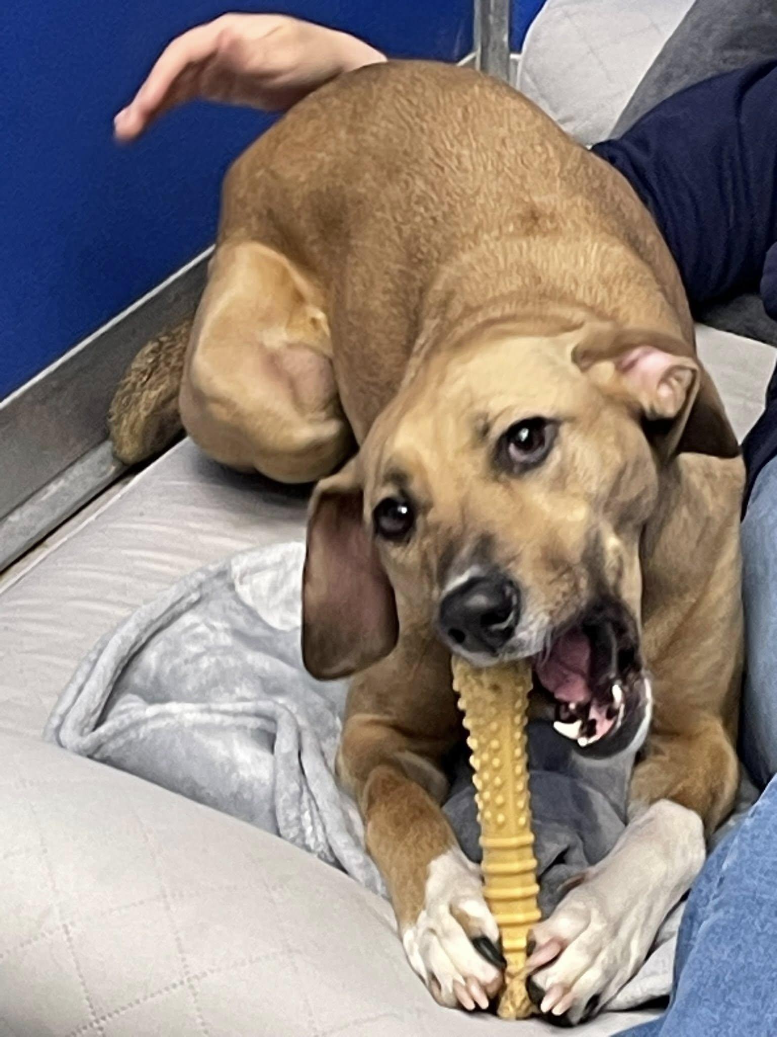 Enlarge Gilly, a ADOPTABLE mixed breed in Ipswich, MA image 2/6