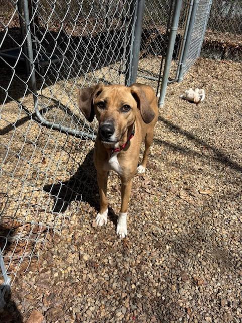 Enlarge Gilly, a ADOPTABLE mixed breed in Ipswich, MA image 6/6