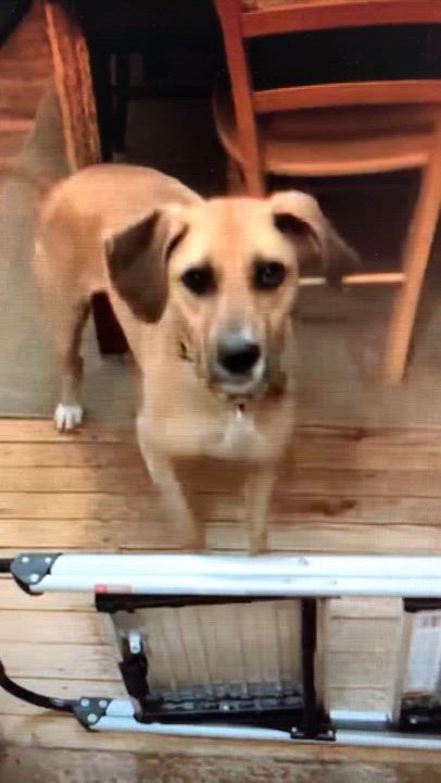 Enlarge Gilly, a ADOPTABLE mixed breed in Ipswich, MA video 4/6