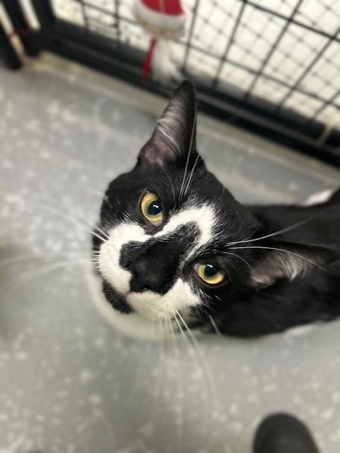 Ying Yang***@ Whisker Room Cafe***, a Adoptable Domestic Short Hair in Muskegon, MI image 1/6