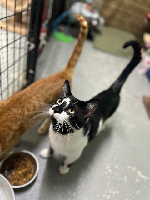 Ying Yang***@ Whisker Room Cafe***, a Adoptable Domestic Short Hair in Muskegon, MI image 2/6