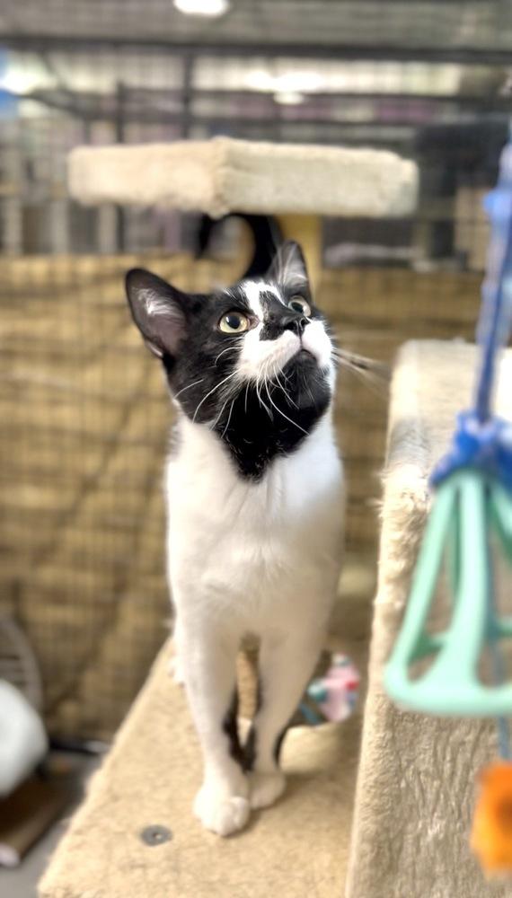 Ying Yang***@ Whisker Room Cafe***, a Adoptable Domestic Short Hair in Muskegon, MI image 3/6