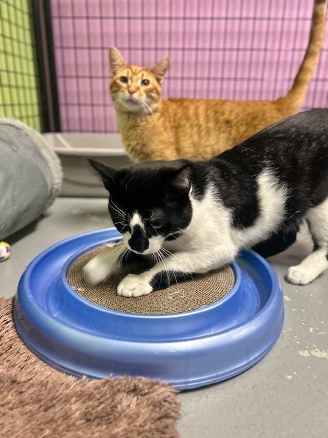 Ying Yang***@ Whisker Room Cafe***, a Adoptable Domestic Short Hair in Muskegon, MI image 4/6