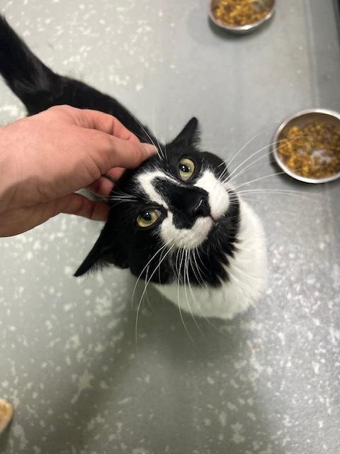 Ying Yang***@ Whisker Room Cafe***, a Adoptable Domestic Short Hair in Muskegon, MI image 5/6