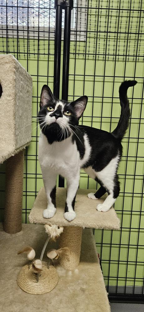 Ying Yang***@ Whisker Room Cafe***, a Adoptable Domestic Short Hair in Muskegon, MI image 6/6