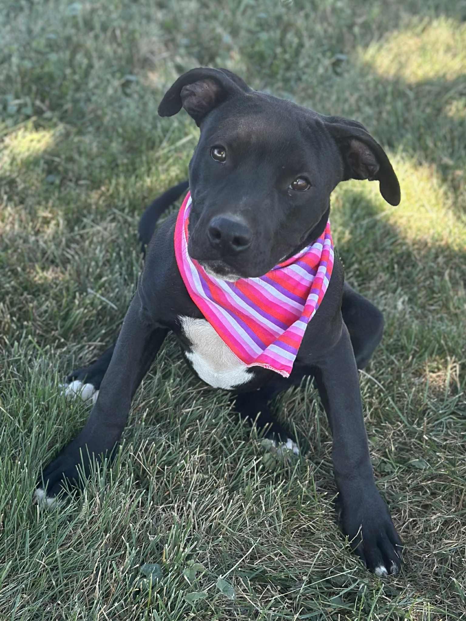 Espresso, Adoptable, Young Female Pit Bull Terrier.