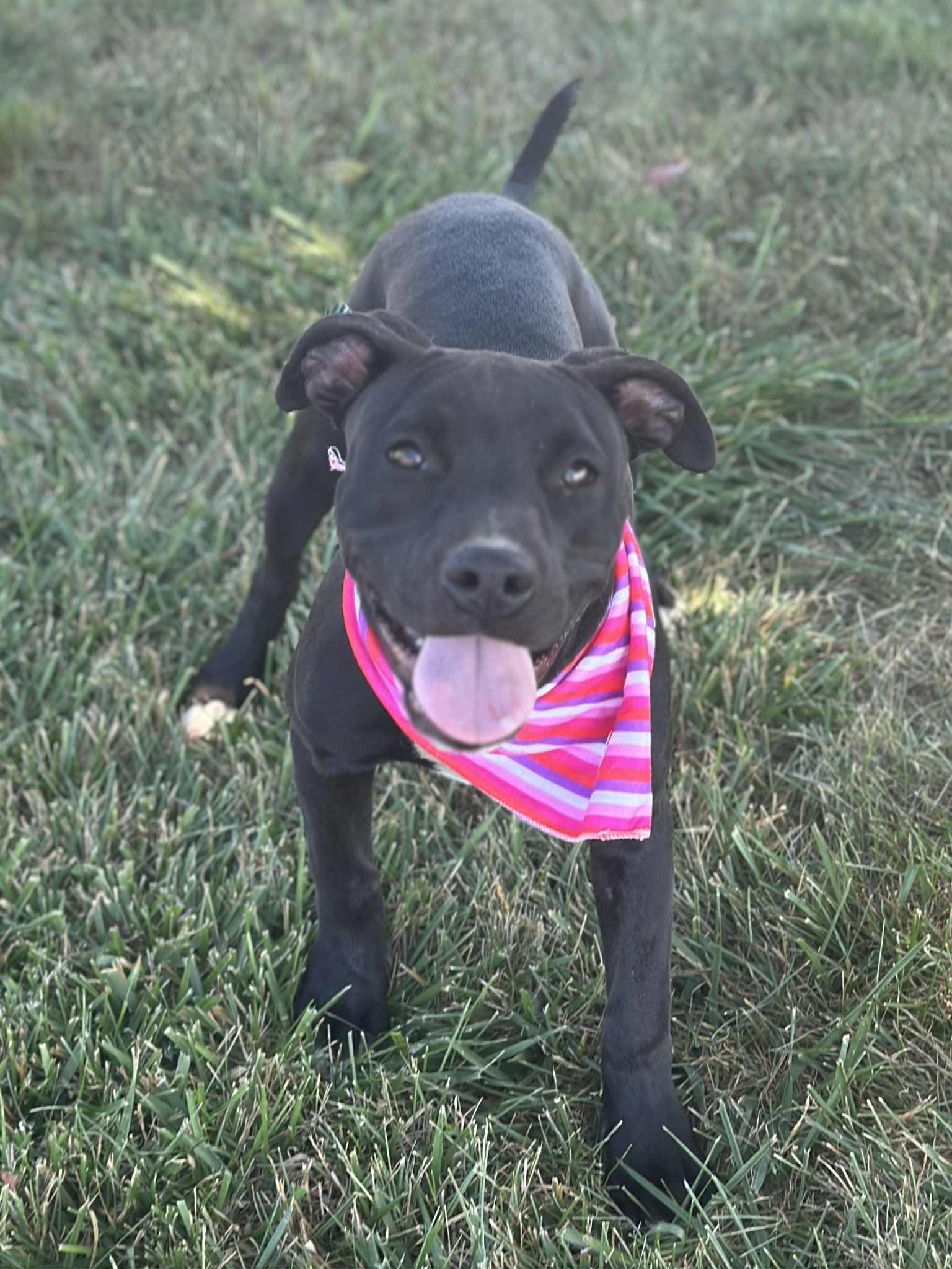 Espresso, a Adoptable mixed breed in Wapakoneta, OH image 2/4