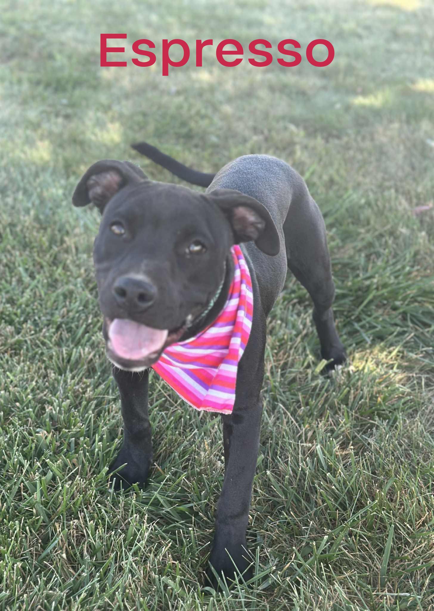 Espresso, a Adoptable mixed breed in Wapakoneta, OH image 4/4
