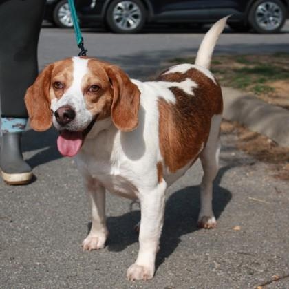 Raynar, a Adoptable mixed breed in Richmond, VA image 2/3