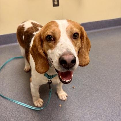 Raynar, a Adoptable mixed breed in Richmond, VA image 3/3