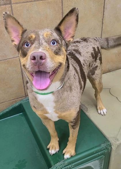 Lucia, Adoptable, Adult Female Siberian Husky & Catahoula Leopard Dog.