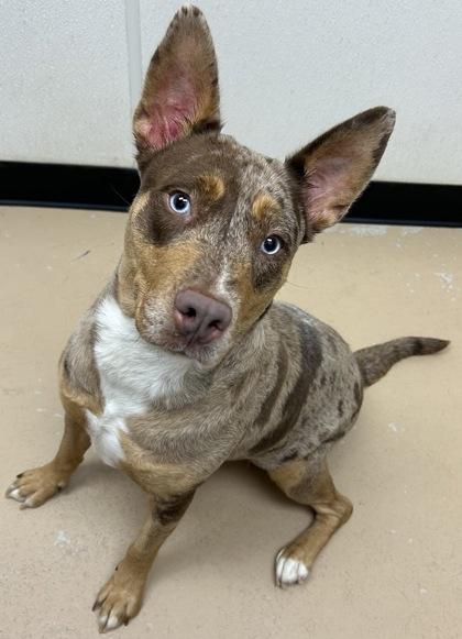 Enlarge Lucia, a Adoptable mixed breed in Phoenix, AZ image 2/3