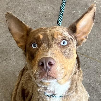 Enlarge Lucia, a Adoptable mixed breed in Phoenix, AZ image 3/3