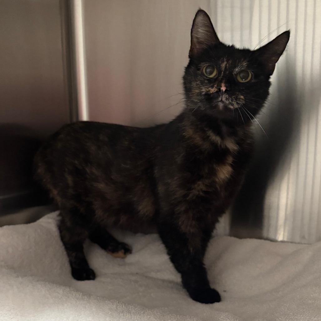 Coco, Adoptable, Adult Female Domestic Short Hair.