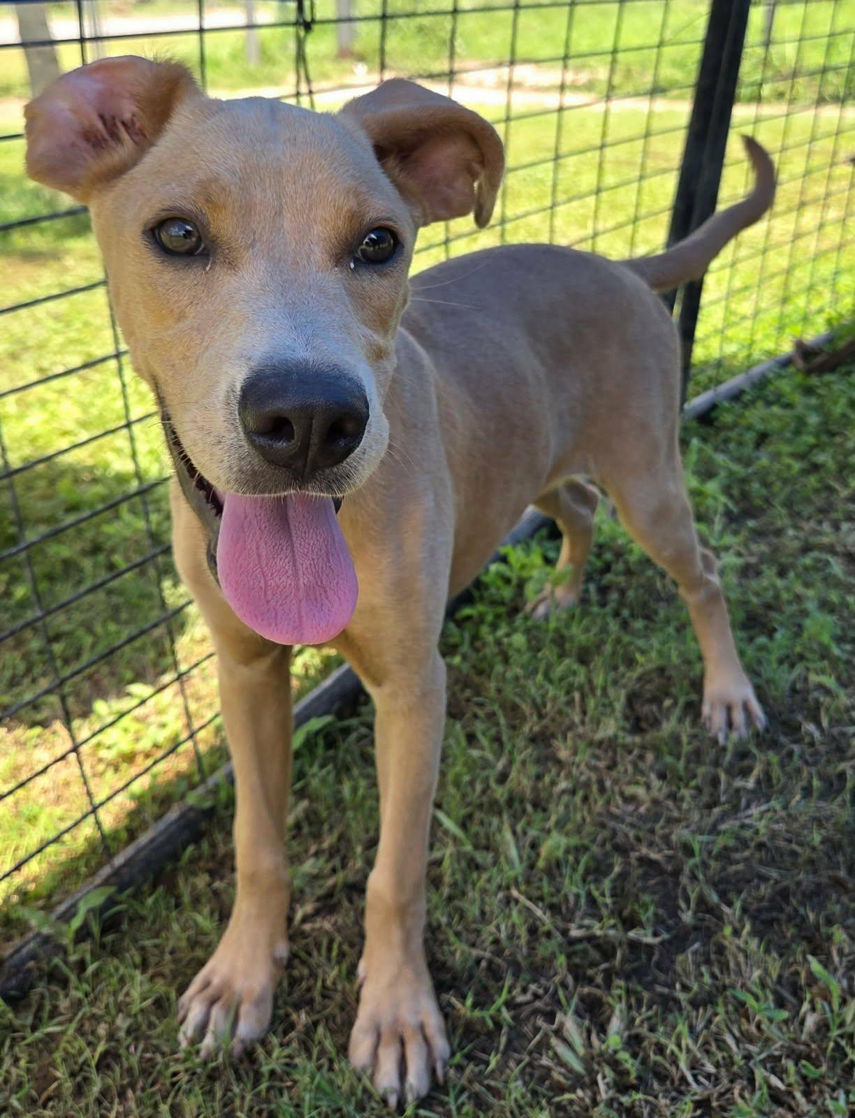 Enlarge Bonnie, a Adoptable mixed breed in Toms River, NJ image 3/3