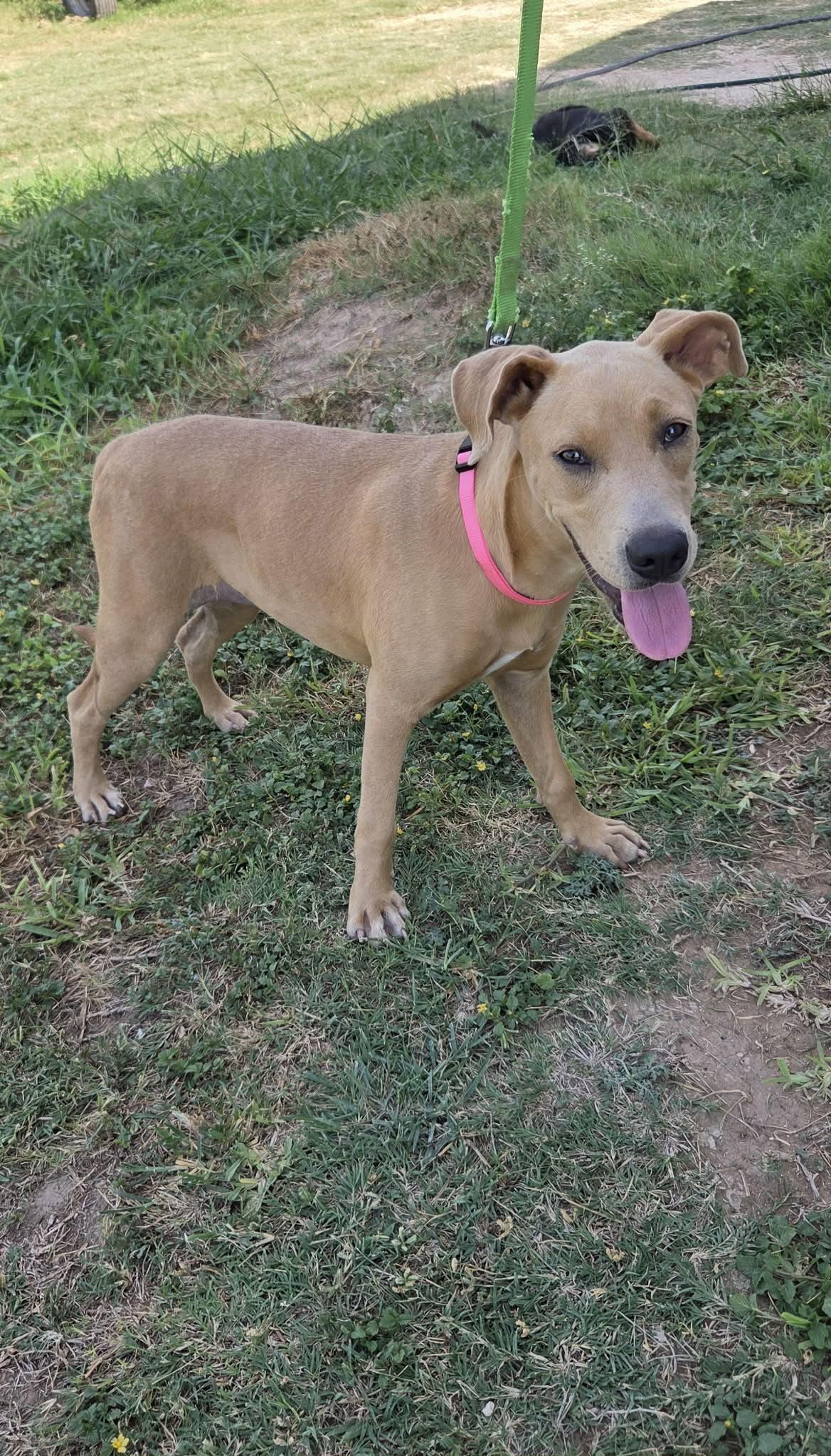 Bonnie, Adoptable, Puppy Female Labrador Retriever & Cane Corso.