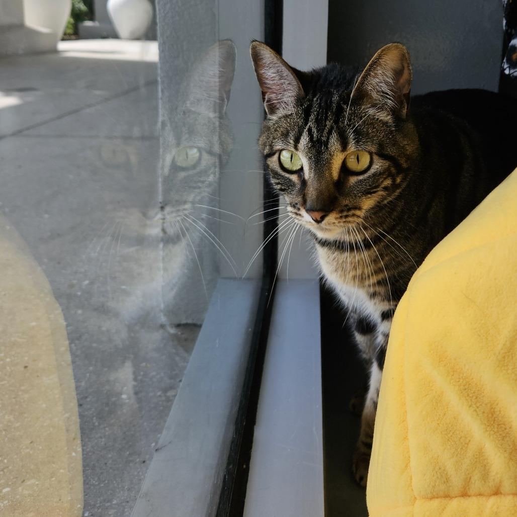 Shakira, Adoptable, Adult Female Domestic Short Hair.