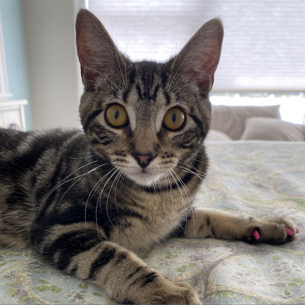 Enlarge Shakira, a Adoptable mixed breed in Naples, FL image 2/5