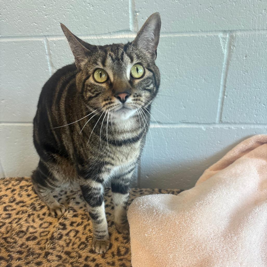 Shakira — thumbnail 3