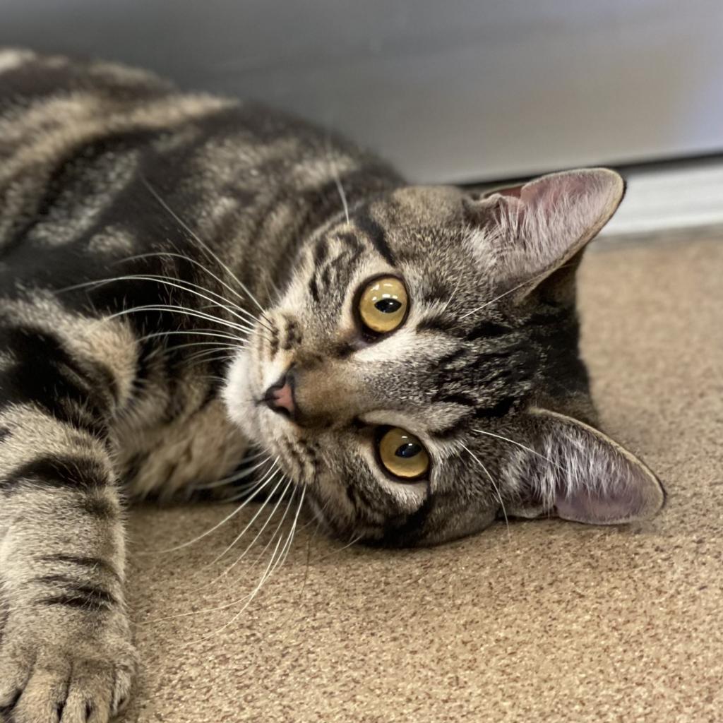 Shakira — thumbnail 4