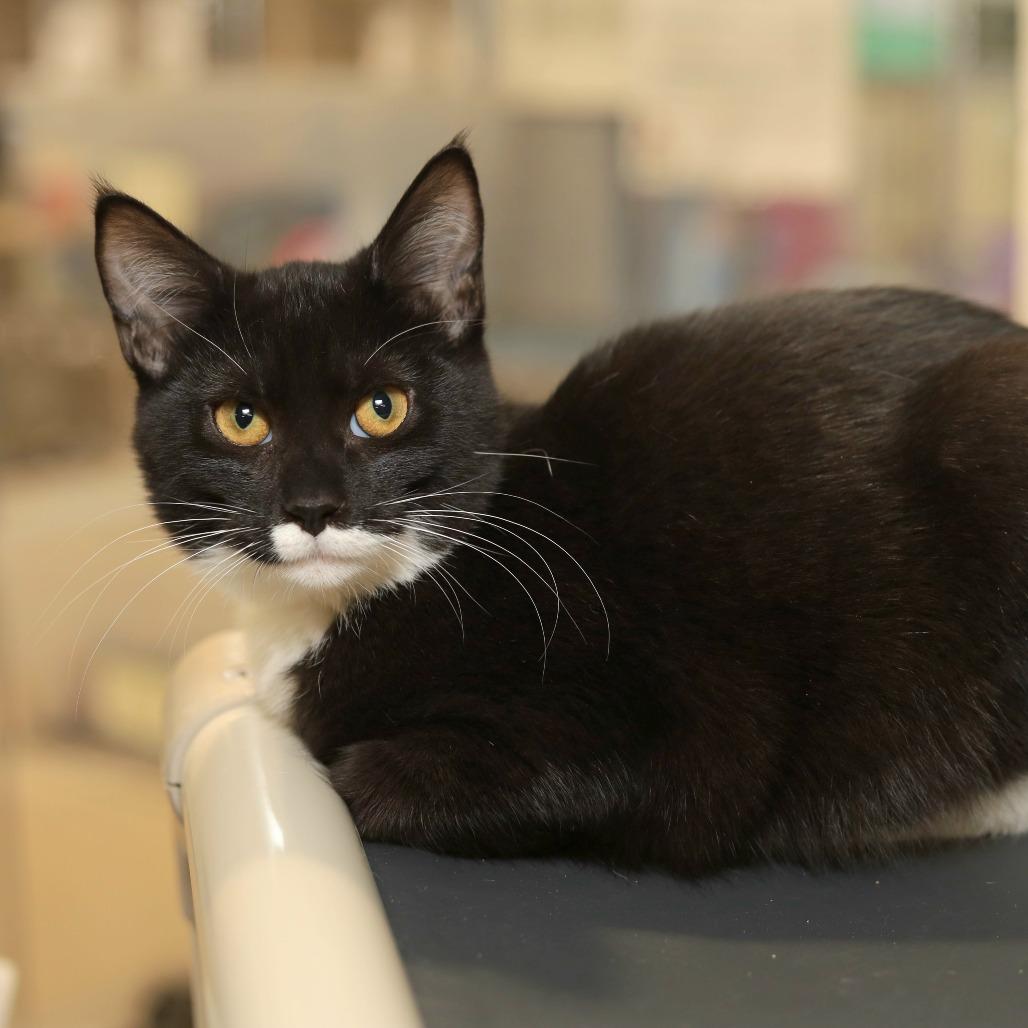 Enlarge Garnish, a Adoptable Domestic Short Hair in Reisterstown, MD image 1/1