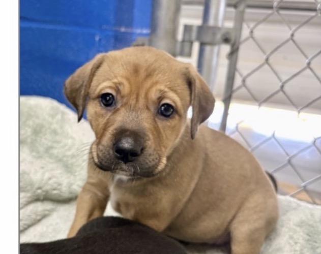 JWoww, ADOPTABLE, Puppy Female Australian Kelpie.