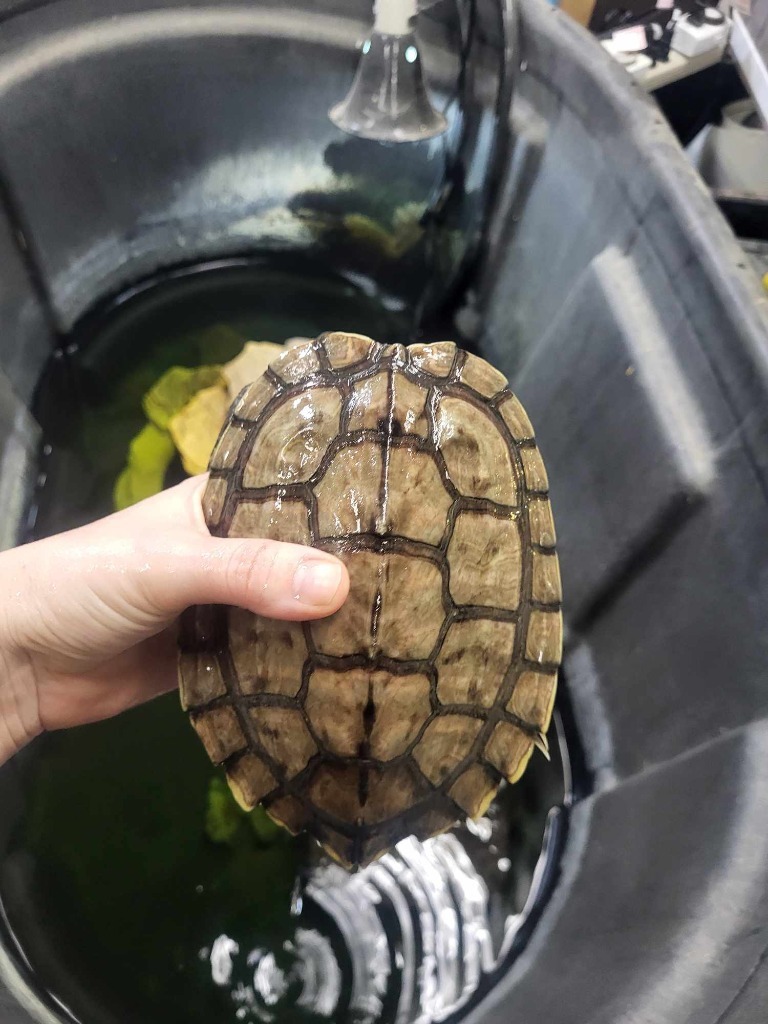 Squirt photo 5
