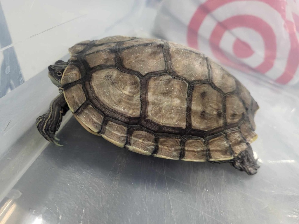 Squirt, a Adoptable Turtle in CRYSTAL LAKE, IL image 5/8