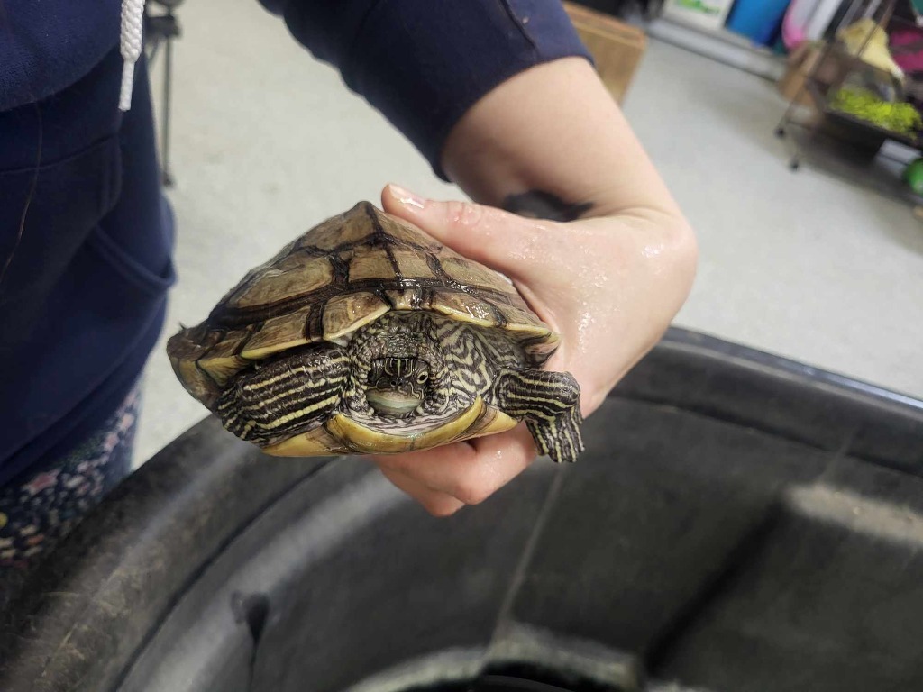 Enlarge Squirt, a Adoptable Turtle in CRYSTAL LAKE, IL image 8/8