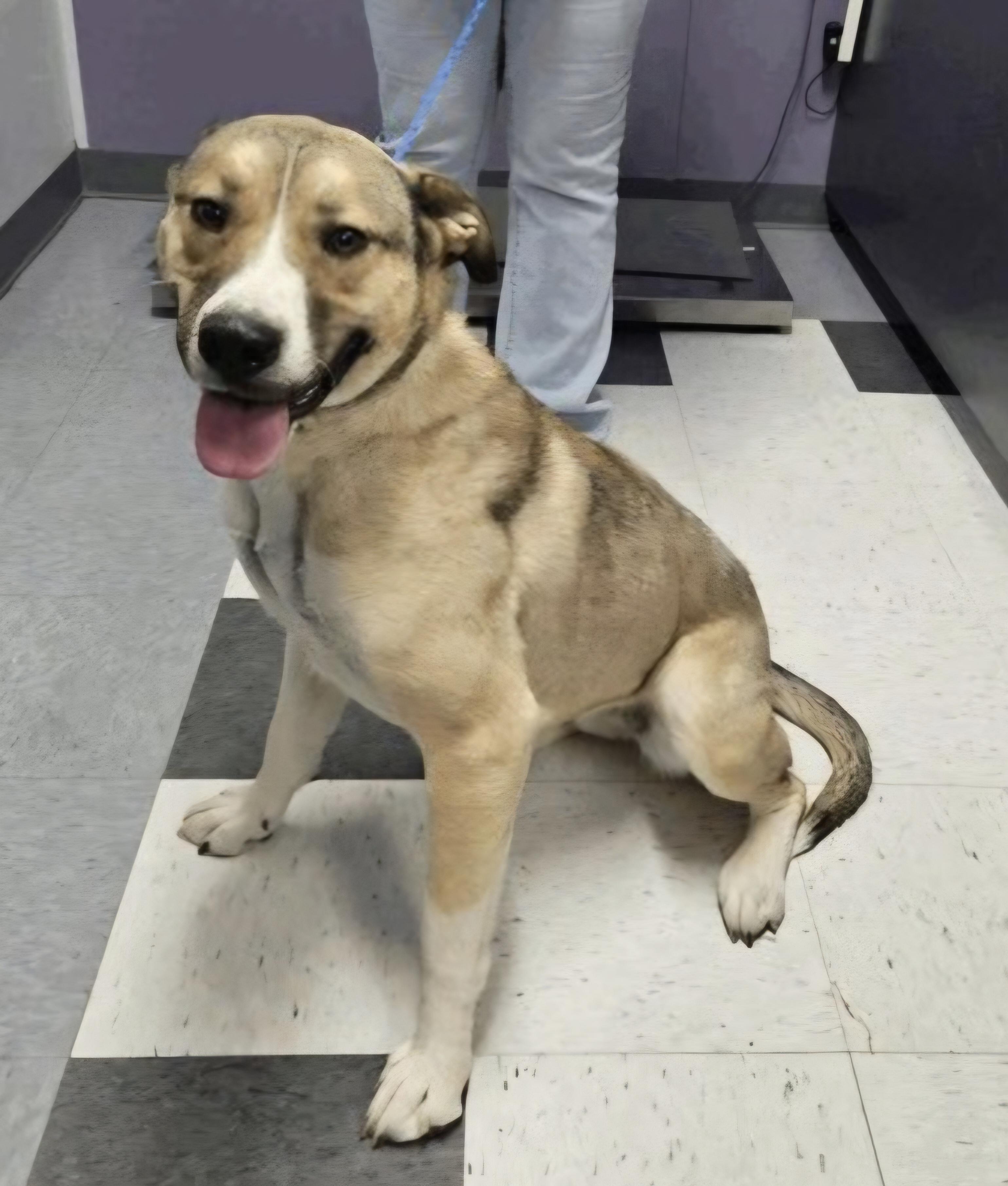 Delta, adopted, Young Female Anatolian Shepherd.