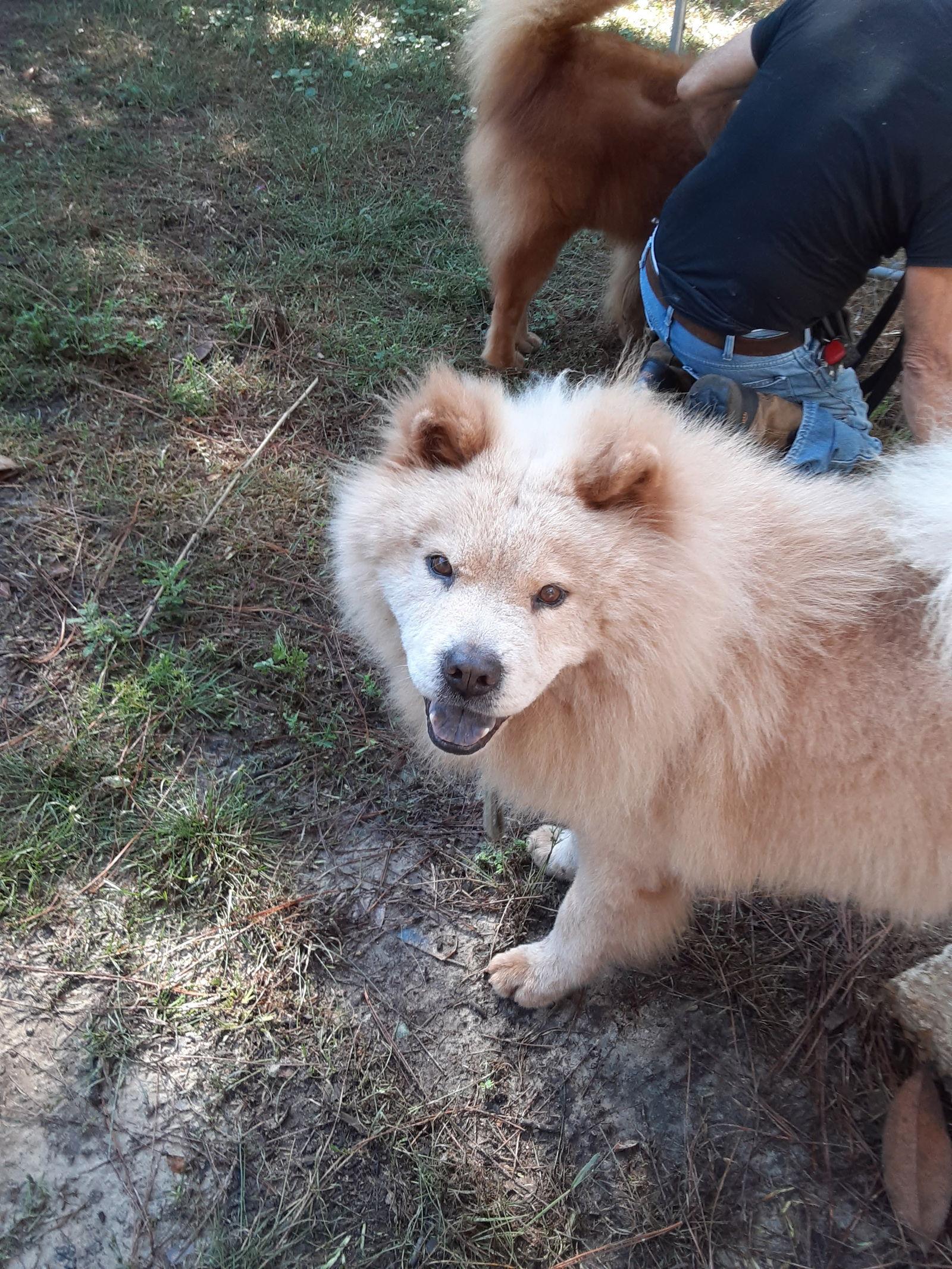 MAX, Adoptable, Adult Male Chow Chow.