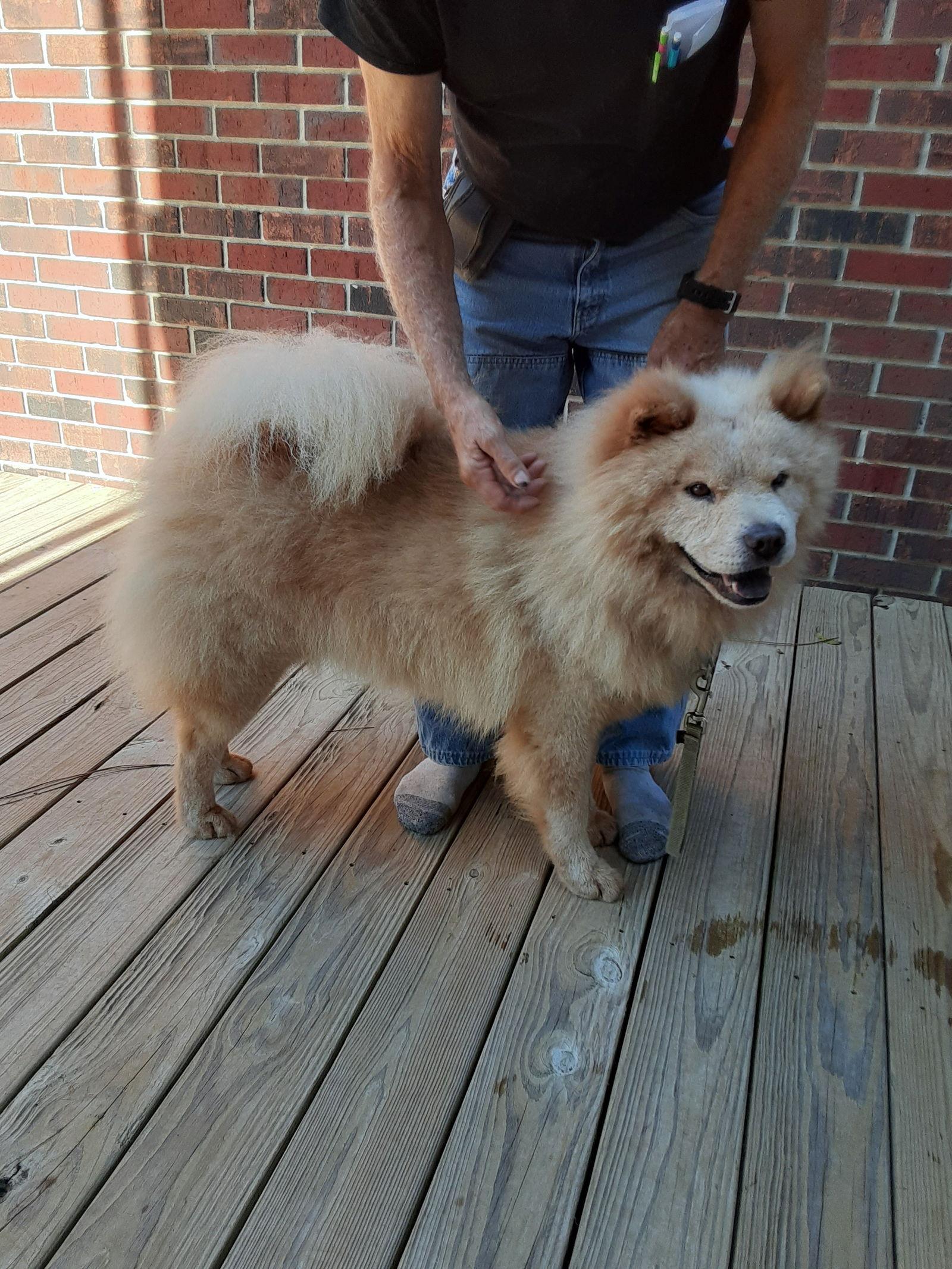 Enlarge MAX, a Adoptable Chow Chow in San Antonio, TX image 3/6