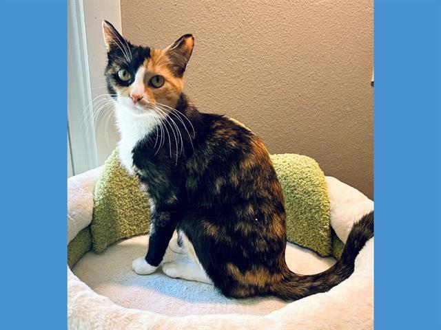 MAISIE, Adoptable, Young Female Domestic Short Hair.