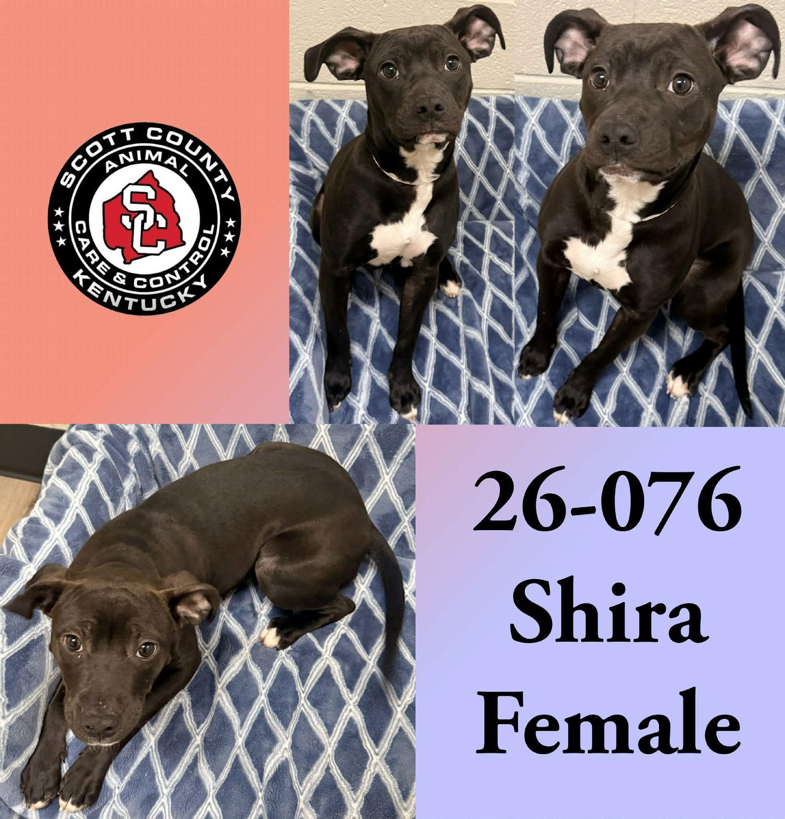 Shira, Adoptable, Young Female Labrador Retriever & Pit Bull Terrier.