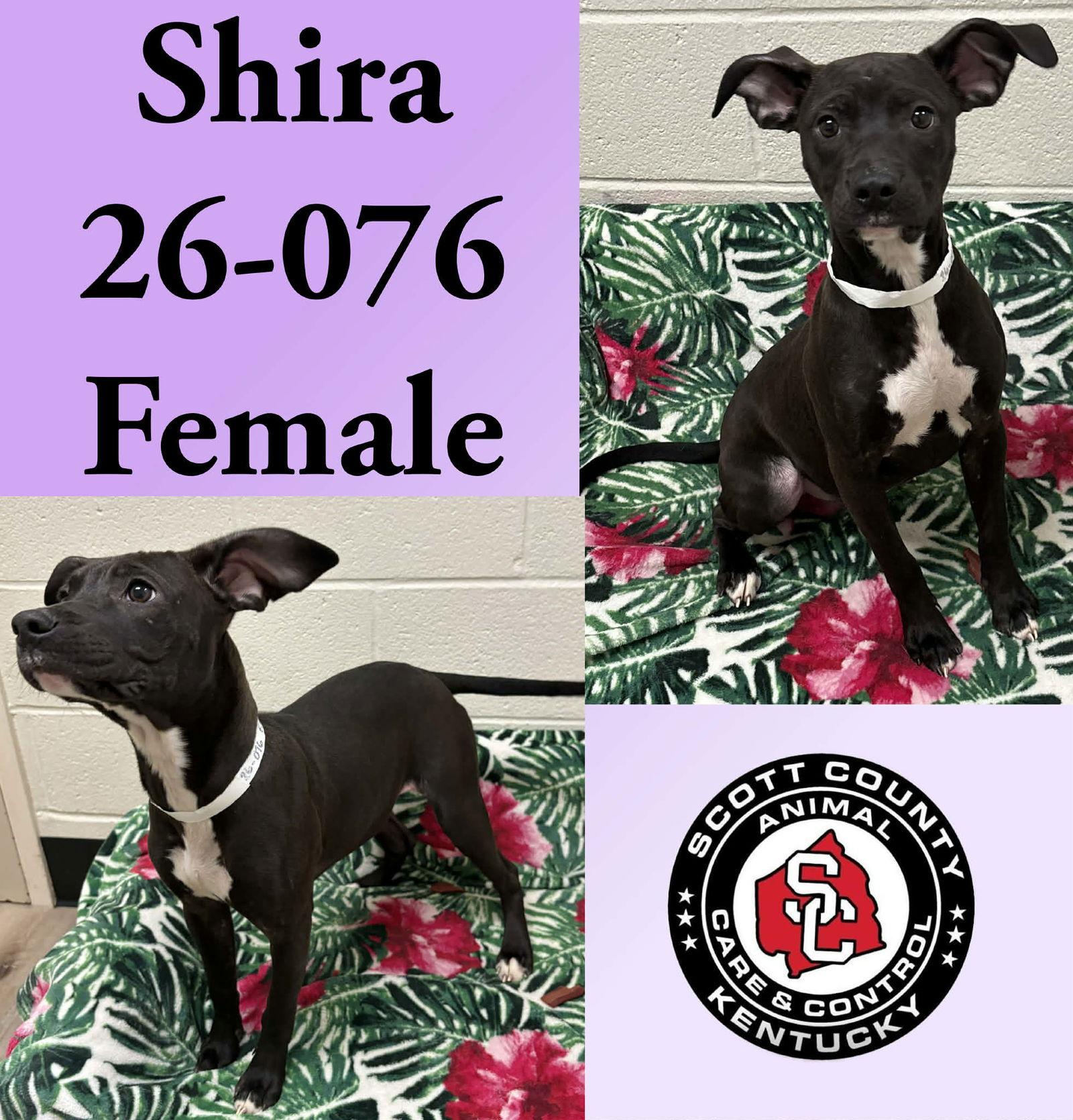 Shira, Adoptable, Young Female Labrador Retriever & Pit Bull Terrier.