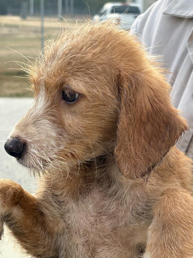 Enlarge Roco, a Adoptable mixed breed in Effingham, SC image 1/1