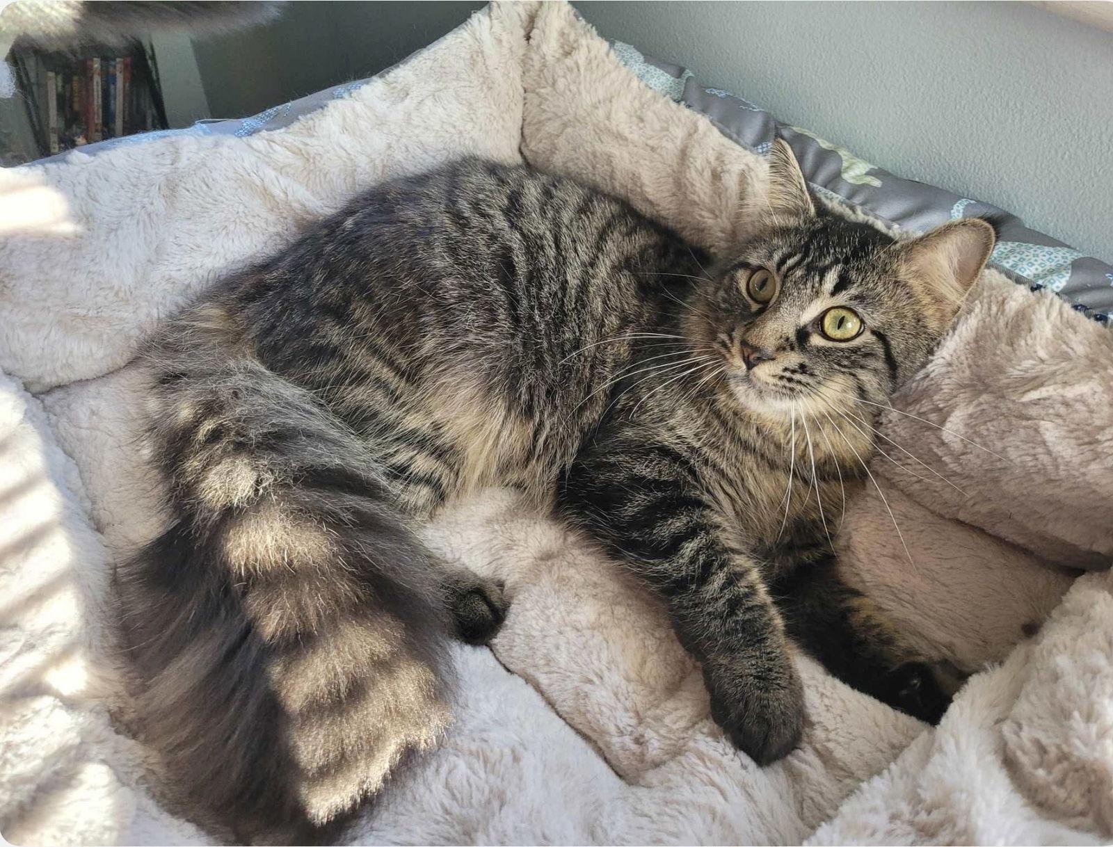 C224 brothers Mason, Adoptable, Adult Male Domestic Long Hair & Tabby.