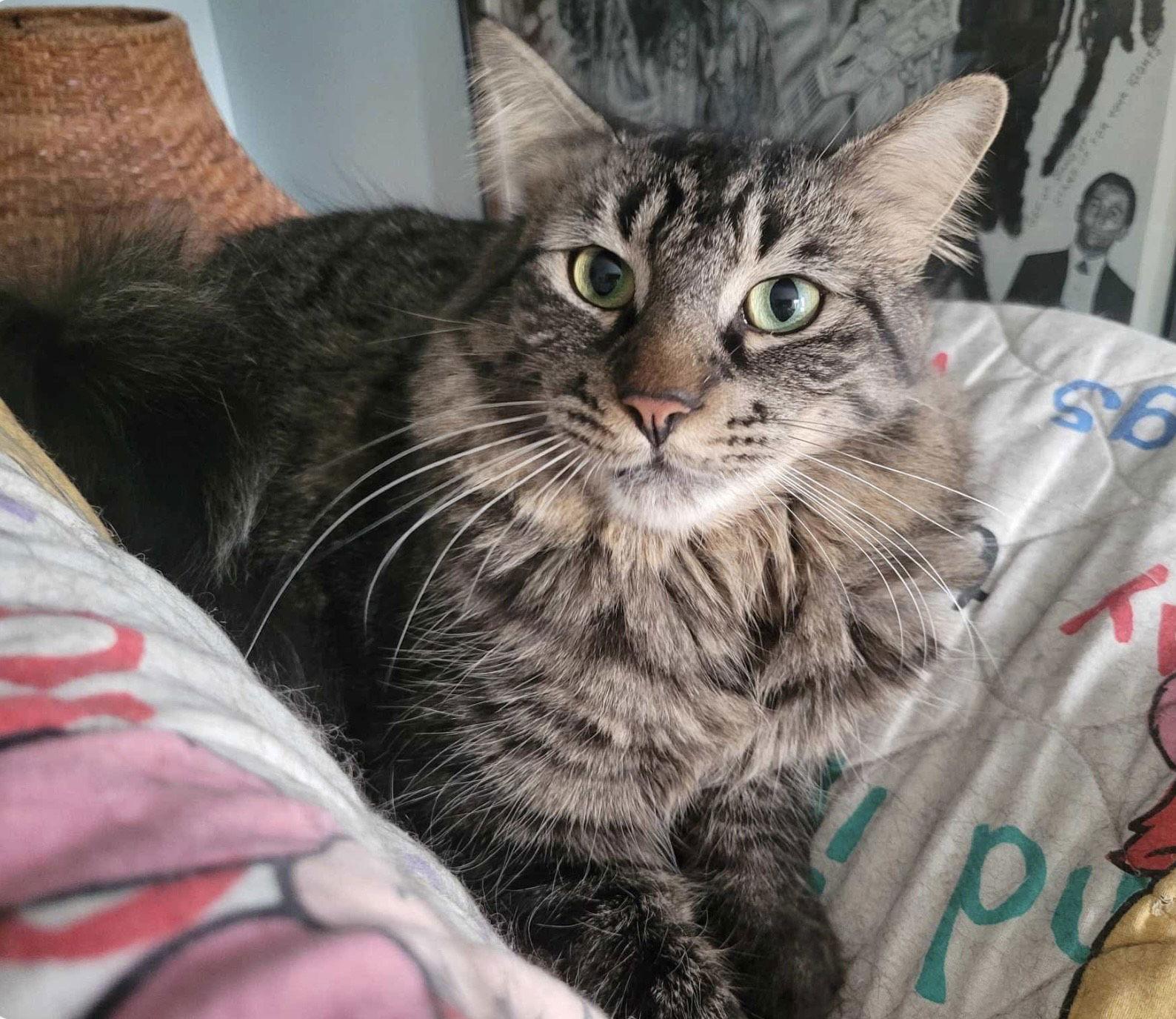 C224 brothers Mason, a Adoptable mixed breed in Livonia, MI image 2/6