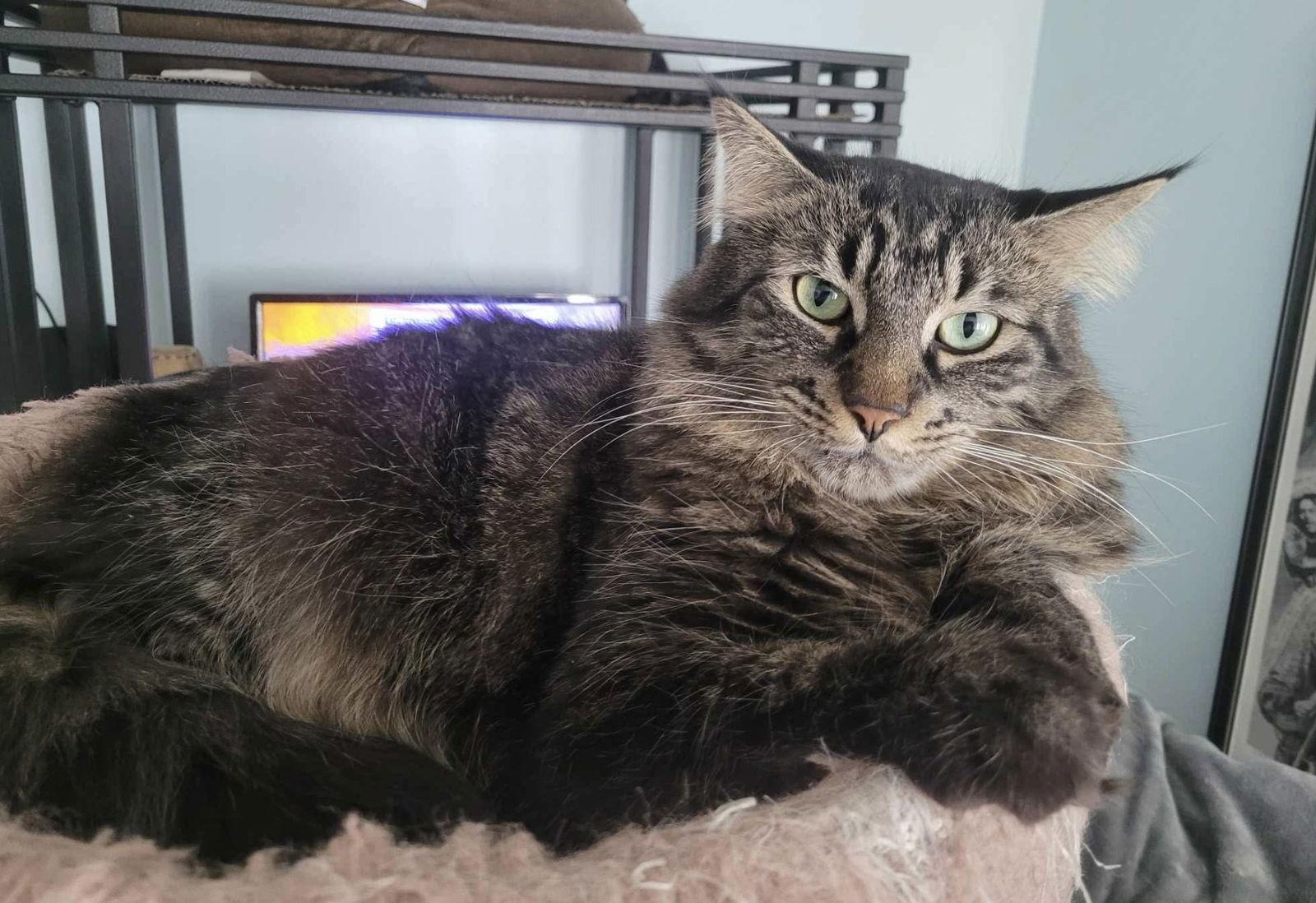 C224 brothers Mason, a Adoptable mixed breed in Livonia, MI image 3/6