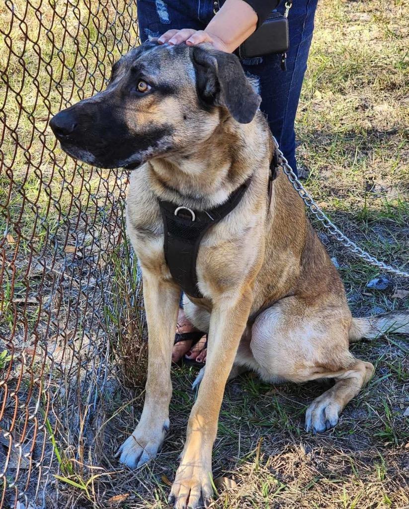 Enlarge Arlo, a Adoptable mixed breed in JACKSONVILLE, FL image 2/6