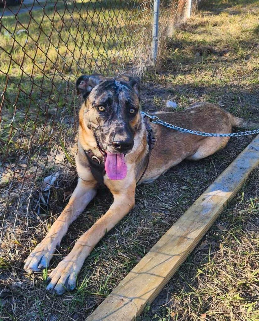 Arlo, Adoptable, Young Male Great Dane & German Shepherd Dog.
