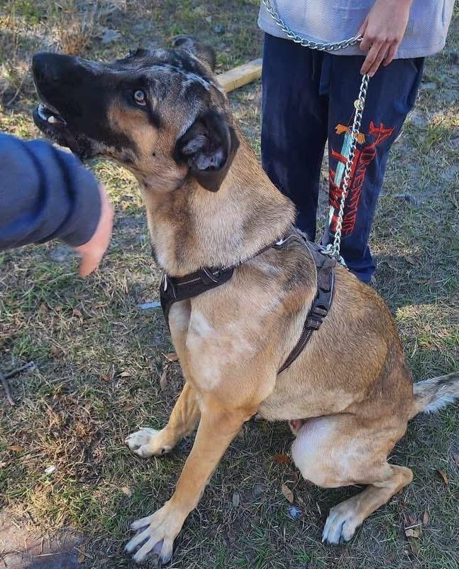 Enlarge Arlo, a Adoptable mixed breed in JACKSONVILLE, FL image 4/6