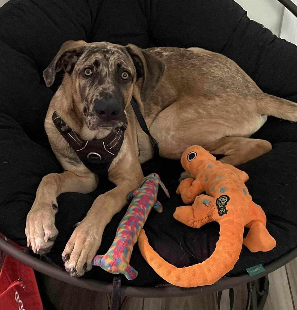 Enlarge Arlo, a Adoptable mixed breed in JACKSONVILLE, FL image 5/6