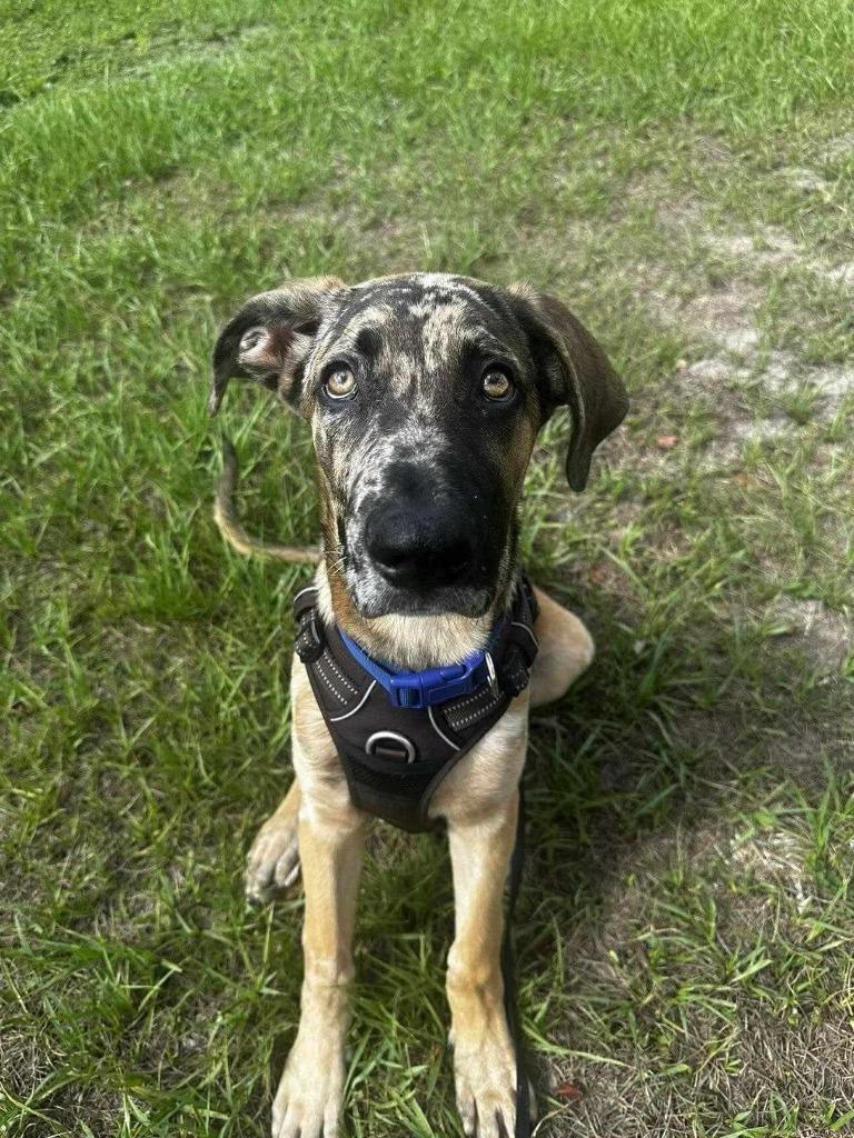 Enlarge Arlo, a Adoptable mixed breed in JACKSONVILLE, FL image 6/6