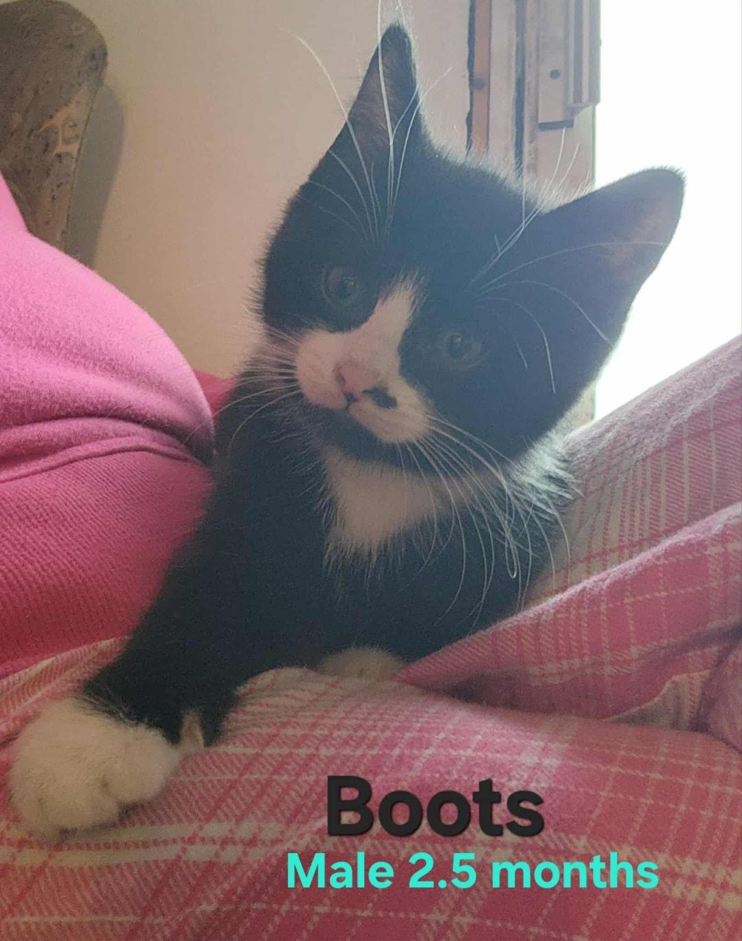 Enlarge Boots, a Adoptable Domestic Short Hair in Bristol, QC image 1/1