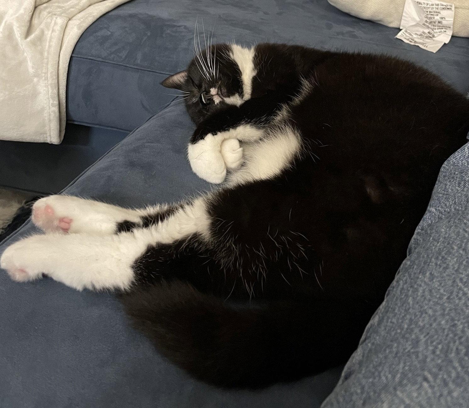 Enlarge Olive, a Adoptable Domestic Short Hair in Pittsboro, NC image 2/3