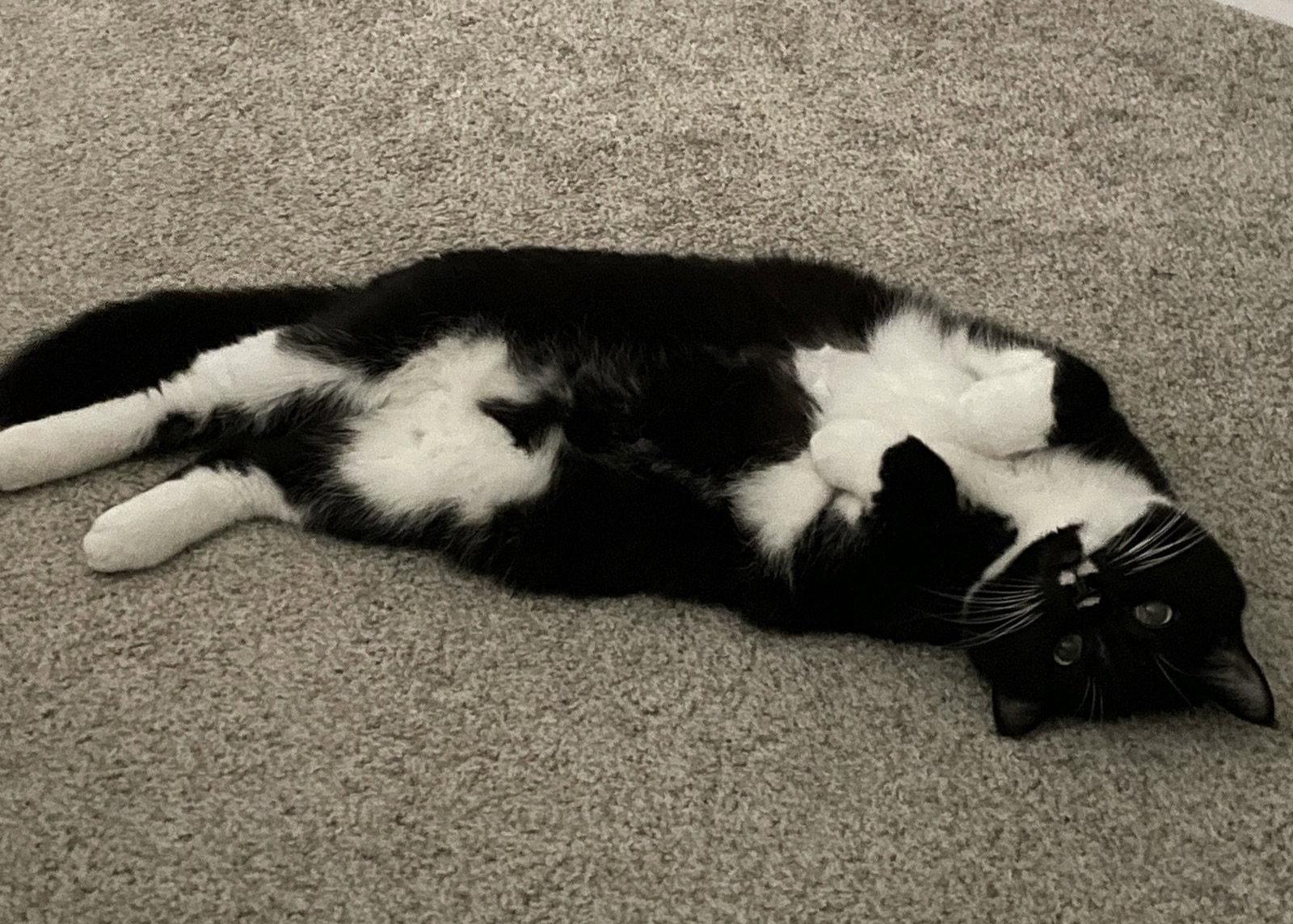 Enlarge Olive, a Adoptable Domestic Short Hair in Pittsboro, NC image 3/3