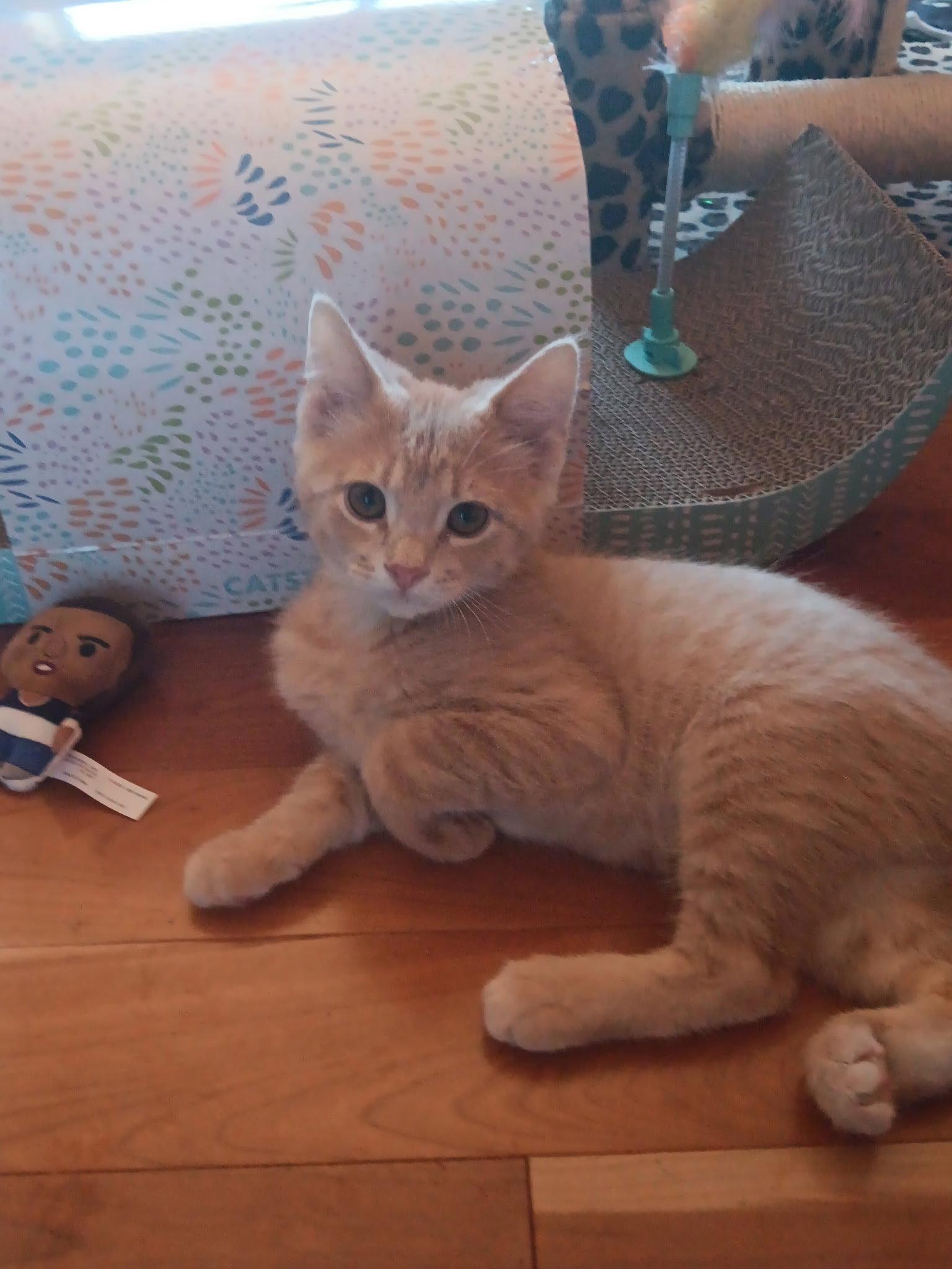 Skip, a Adopted mixed breed in Forest Lake, MN image 2/3
