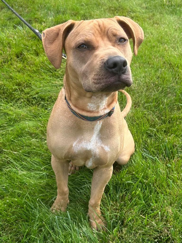 Enlarge Mya (f/k/a Nugget), a Adoptable mixed breed in Meriden, CT image 2/5